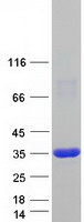 PRPS2 Protein - Purified recombinant protein PRPS2 was analyzed by SDS-PAGE gel and Coomassie Blue Staining