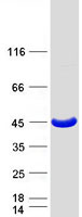 PRPSAP1 Protein - Purified recombinant protein PRPSAP1 was analyzed by SDS-PAGE gel and Coomassie Blue Staining