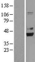 PRPSAP2 Protein - Western validation with an anti-DDK antibody * L: Control HEK293 lysate R: Over-expression lysate