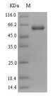 PRR11 Protein - (Tris-Glycine gel) Discontinuous SDS-PAGE (reduced) with 5% enrichment gel and 15% separation gel.
