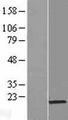 PRR13 Protein - Western validation with an anti-DDK antibody * L: Control HEK293 lysate R: Over-expression lysate