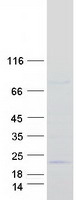 PRR13 Protein - Purified recombinant protein PRR13 was analyzed by SDS-PAGE gel and Coomassie Blue Staining