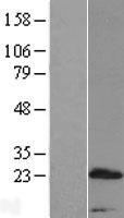 PRR15 Protein - Western validation with an anti-DDK antibody * L: Control HEK293 lysate R: Over-expression lysate