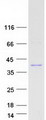 PRR16 Protein - Purified recombinant protein PRR16 was analyzed by SDS-PAGE gel and Coomassie Blue Staining
