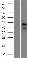 PRR19 Protein - Western validation with an anti-DDK antibody * L: Control HEK293 lysate R: Over-expression lysate