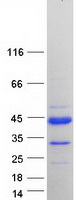 PRR20D Protein - Purified recombinant protein PRR20D was analyzed by SDS-PAGE gel and Coomassie Blue Staining