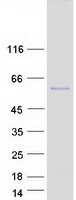 PRR22 Protein - Purified recombinant protein PRR22 was analyzed by SDS-PAGE gel and Coomassie Blue Staining