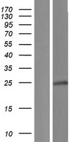 PRR29 / C17orf72 Protein - Western validation with an anti-DDK antibody * L: Control HEK293 lysate R: Over-expression lysate