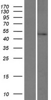 PRR30 Protein - Western validation with an anti-DDK antibody * L: Control HEK293 lysate R: Over-expression lysate