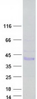 PRR32 / CXorf64 Protein - Purified recombinant protein PRR32 was analyzed by SDS-PAGE gel and Coomassie Blue Staining