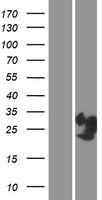 PRR4 / Proline Rich 4 Protein - Western validation with an anti-DDK antibody * L: Control HEK293 lysate R: Over-expression lysate