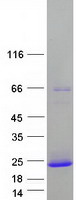 PRR4 / Proline Rich 4 Protein - Purified recombinant protein PRR4 was analyzed by SDS-PAGE gel and Coomassie Blue Staining