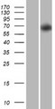 PRR5-ARHGAP8 Protein - Western validation with an anti-DDK antibody * L: Control HEK293 lysate R: Over-expression lysate