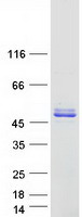 PRR5 Protein - Purified recombinant protein PRR5 was analyzed by SDS-PAGE gel and Coomassie Blue Staining