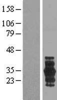 PRRG3 / TMG3 Protein - Western validation with an anti-DDK antibody * L: Control HEK293 lysate R: Over-expression lysate