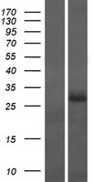 PRRT1 Protein - Western validation with an anti-DDK antibody * L: Control HEK293 lysate R: Over-expression lysate