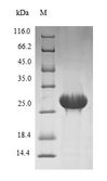 PRSS21 / Testisin Protein - (Tris-Glycine gel) Discontinuous SDS-PAGE (reduced) with 5% enrichment gel and 15% separation gel.