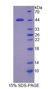 PRSS23 Protein - Recombinant  Protease, Serine 23 By SDS-PAGE