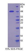 PRSS23 Protein - Recombinant  Protease, Serine 23 By SDS-PAGE