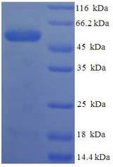 PRSS23 Protein