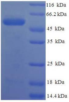 PRSS23 Protein