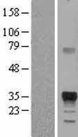 PRSS27 / CAPH2 Protein - Western validation with an anti-DDK antibody * L: Control HEK293 lysate R: Over-expression lysate