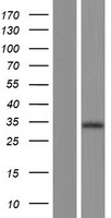 PRSS33 Protein - Western validation with an anti-DDK antibody * L: Control HEK293 lysate R: Over-expression lysate