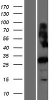 PRSS42 Protein - Western validation with an anti-DDK antibody * L: Control HEK293 lysate R: Over-expression lysate