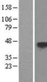 PRSS50 / TSP50 Protein - Western validation with an anti-DDK antibody * L: Control HEK293 lysate R: Over-expression lysate