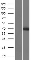 PRSS55 Protein - Western validation with an anti-DDK antibody * L: Control HEK293 lysate R: Over-expression lysate