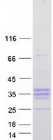 PRSS55 Protein - Purified recombinant protein PRSS55 was analyzed by SDS-PAGE gel and Coomassie Blue Staining