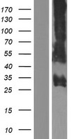 PRSS57 Protein - Western validation with an anti-DDK antibody * L: Control HEK293 lysate R: Over-expression lysate