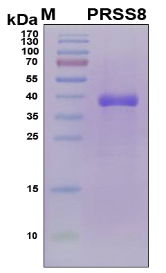PRSS8 / Prostasin Protein - SDS-PAGE under reducing conditions and visualized by Coomassie blue staining