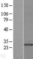 PRTFDC1 / HHGP Protein - Western validation with an anti-DDK antibody * L: Control HEK293 lysate R: Over-expression lysate
