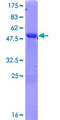 PRTFDC1 / HHGP Protein - 12.5% SDS-PAGE of human PRTFDC1 stained with Coomassie Blue