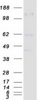 PRTG Protein - Purified recombinant protein PRTG was analyzed by SDS-PAGE gel and Coomassie Blue Staining
