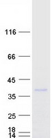 PRTN3 / Myeloblastin Protein - Purified recombinant protein PRTN3 was analyzed by SDS-PAGE gel and Coomassie Blue Staining