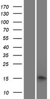 PRX / Periaxin Protein - Western validation with an anti-DDK antibody * L: Control HEK293 lysate R: Over-expression lysate