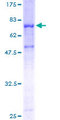 PSAP / Prosaposin Protein - 12.5% SDS-PAGE of human PSAP stained with Coomassie Blue