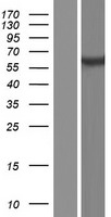 PSD3 Protein - Western validation with an anti-DDK antibody * L: Control HEK293 lysate R: Over-expression lysate