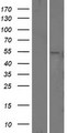 PSEN1 / Presenilin 1 Protein - Western validation with an anti-DDK antibody * L: Control HEK293 lysate R: Over-expression lysate