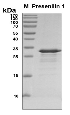PSEN1 / Presenilin 1 Protein