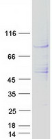 PSEN1 / Presenilin 1 Protein - Purified recombinant protein PSEN1 was analyzed by SDS-PAGE gel and Coomassie Blue Staining