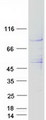PSEN1 / Presenilin 1 Protein - Purified recombinant protein PSEN1 was analyzed by SDS-PAGE gel and Coomassie Blue Staining