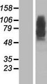 PSEN2 / Presenilin 2 Protein - Western validation with an anti-DDK antibody * L: Control HEK293 lysate R: Over-expression lysate