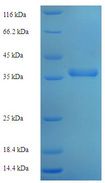 PSF1 / GINS2 Protein