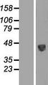 PSG / PSG5 Protein - Western validation with an anti-DDK antibody * L: Control HEK293 lysate R: Over-expression lysate
