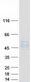 PSG / PSG5 Protein - Purified recombinant protein PSG5 was analyzed by SDS-PAGE gel and Coomassie Blue Staining