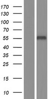 PSG1 / CD66f Protein - Western validation with an anti-DDK antibody * L: Control HEK293 lysate R: Over-expression lysate