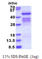 PSG1 / CD66f Protein